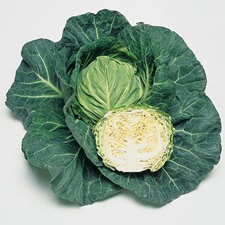 キャベツ苗 春どりあまうま　ゆいな 6本セット【予約販売】 野菜苗