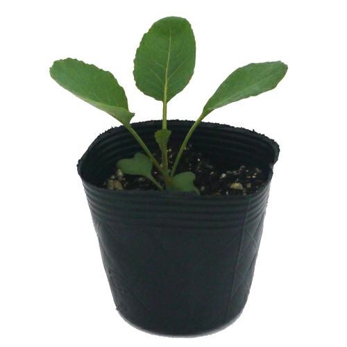  キャベツ苗 スイーツキャベツ（とくみつ） 6本セット【予約販売】 野菜苗