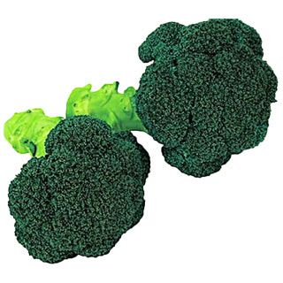 ブロッコリー苗 夢ひびき 6本セット【予約販売】 野菜苗