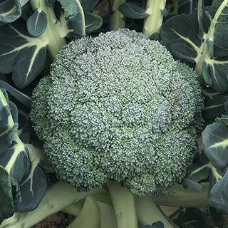 ブロッコリー苗 春どりやわらか　ゆめさくら 6本セット【予約販売】 野菜苗