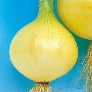 たまねぎ 種 【アーリートップ】 10ｇ