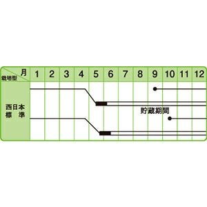 玉ねぎ 種 【 豊産こがね 】 小袋 ( 玉ねぎの種 )