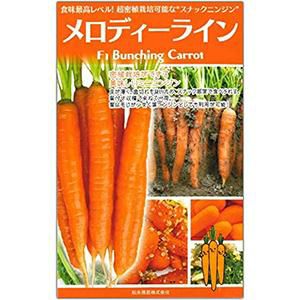 ニンジン 種 【 メロディーライン 】 ペレット1,000粒 ( ニンジンの種 )