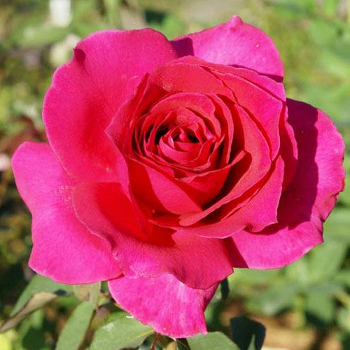 バラ苗 | 菜園くらぶ 種と苗と園芸資材の専門店