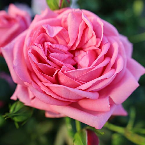 バラ苗 | 菜園くらぶ 種と苗と園芸資材の専門店