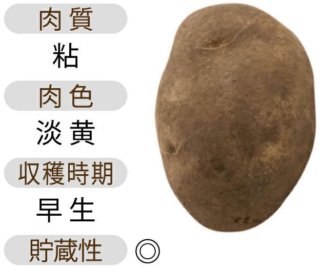 じゃがいも 種芋 【予約】 【 北海黄金(ほっかいこがね)