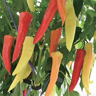 ピーマン 種 【 カラーピーマン　恋するクレヨン 】 小袋