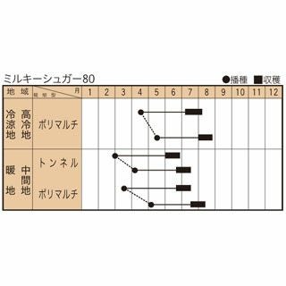 トウモロコシ 種 【 ミルキーシュガー80 】 150粒 ( トウモロコシの種 )