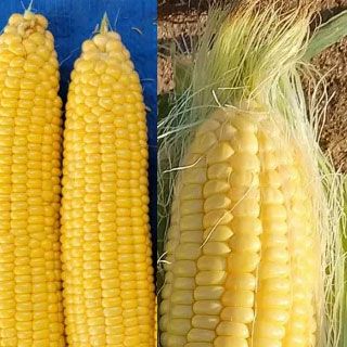 トウモロコシ 種 【 ミルキーシュガー80 】 150粒 ( トウモロコシの種 )