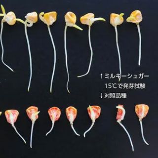 トウモロコシ 種 【 ミルキーシュガー80 】 2000粒