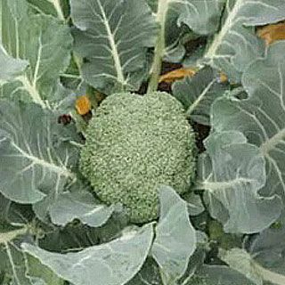 ブロッコリー 種 【 勇麟 （Ｒ0－946） 】 2000粒