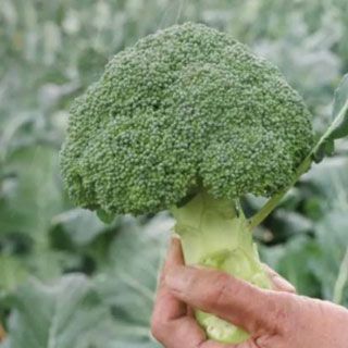 ブロッコリー 種 【 勇麟 （Ｒ0－946） 】 ペレット5千粒