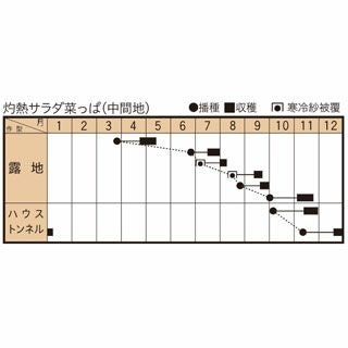  サントウサイ 種 【 灼熱サラダ菜っぱ 】 1L ( 山東菜の種 )