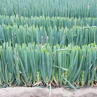 ネギ 種 【 冬月の雫 】 小袋