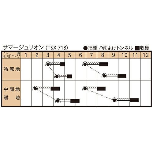 ホウレンソウ 種 【 サマージュリオン （ＴＳＸ－718）】 種子 小袋（約30ml）
