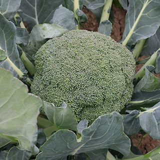 ブロッコリー 種 【 駿麟 （ＴＲＩ－9056） 】 2000粒