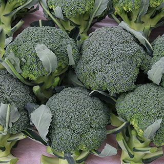 ブロッコリー 種 【 駿麟 （ＴＲＩ－9056） 】 ペレット5千粒