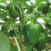 ピーマン 種 【 ちぐさ 】 500粒