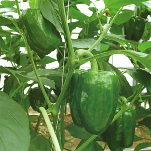 ピーマン 種 【 ちぐさ 】 500粒