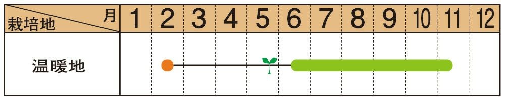 ピーマン 種 【 ちぐさ 】 500粒