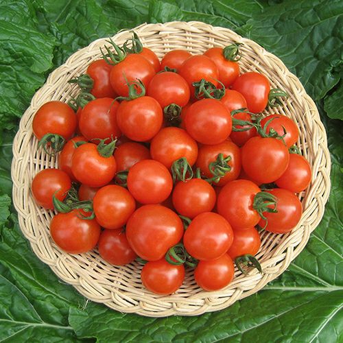 トマト 種 【 べにすずめ 】 100粒 ( 野菜の種 )