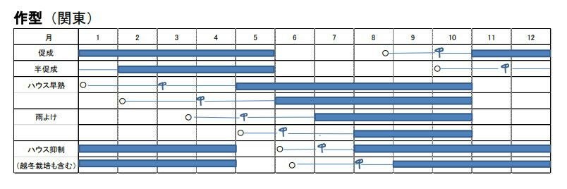 トマト 種 【 べにすずめ 】 500粒 ( 野菜の種 )