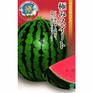 スイカ 種 【 極みスイート 】 小袋 (6粒） ( スイカの種 )