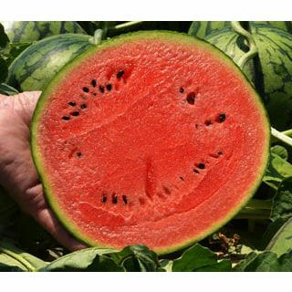 スイカ 種 【 極みスイート 】 小袋 (6粒） ( スイカの種 )