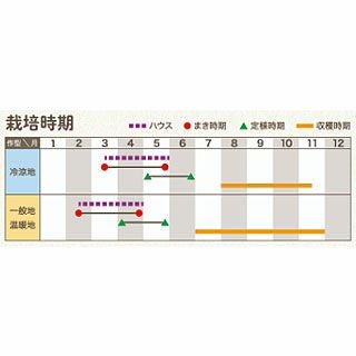  パプリカ 種 【 ベイビーキス　レッド 】 小袋 ピーマン　ミディパプリカ