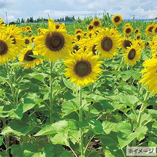 緑肥 種 【 景観用 ひまわり　クリアスマイル 】 500g