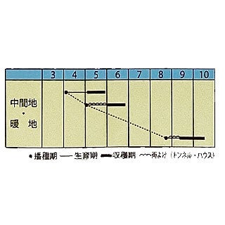 ほうれん草 種 【 夏まき専用ほうれん草 】 小袋 ( ほうれん草の種 )