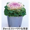 葉牡丹 種 【 ローブ　ピンクバイカラー 】 1000粒 （ ハボタンの種 ）