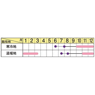 葉牡丹 種 【 ローブ　ピンクバイカラー 】 1000粒 （ ハボタンの種 ）
