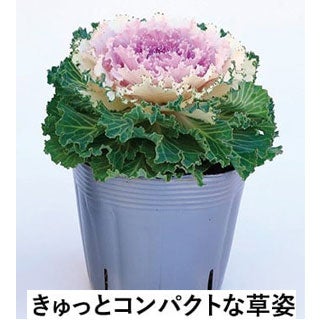 葉牡丹 種 【 ローブ　レッド 】 1000粒 （ ハボタンの種 ）