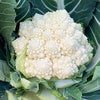 カリフラワー 種 【 白系ロマネスコ ミルキースパイラル 】コート 50粒