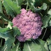 カリフラワー 種 【 紫カリフローレ70 】 200粒 