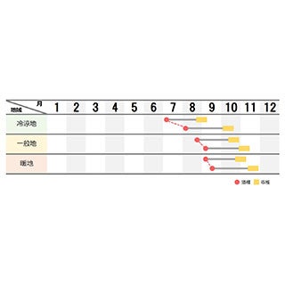 ダイコン 種 【 信虎 】 キダネ8千粒