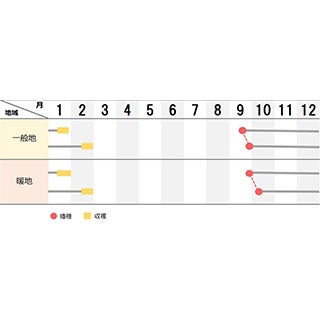 ダイコン 種 【 景虎 】 コート5千粒