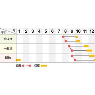 ダイコン 種 【 直虎 】 キダネ8千粒