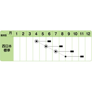 ネギ 種 【 ブラックサマー 】 2ｄｌ ( ネギの種 )
