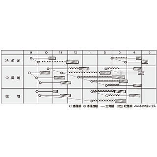 ホウレンソウ 種 【 スナイパー 】 プライミングM3万粒