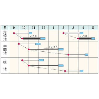 ホウレンソウ 種 【 寒兵衛 】 Ｍ3万粒 ( ホウレンソウの種 )
