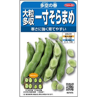 そら豆 種 【多空の春 （おおぞらのはる）】 実咲小袋 