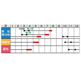 そら豆 種 【多空の春 （おおぞらのはる）】 実咲小袋 